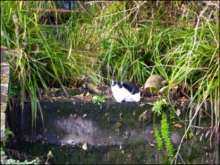 Dry weir at Lord's Mill